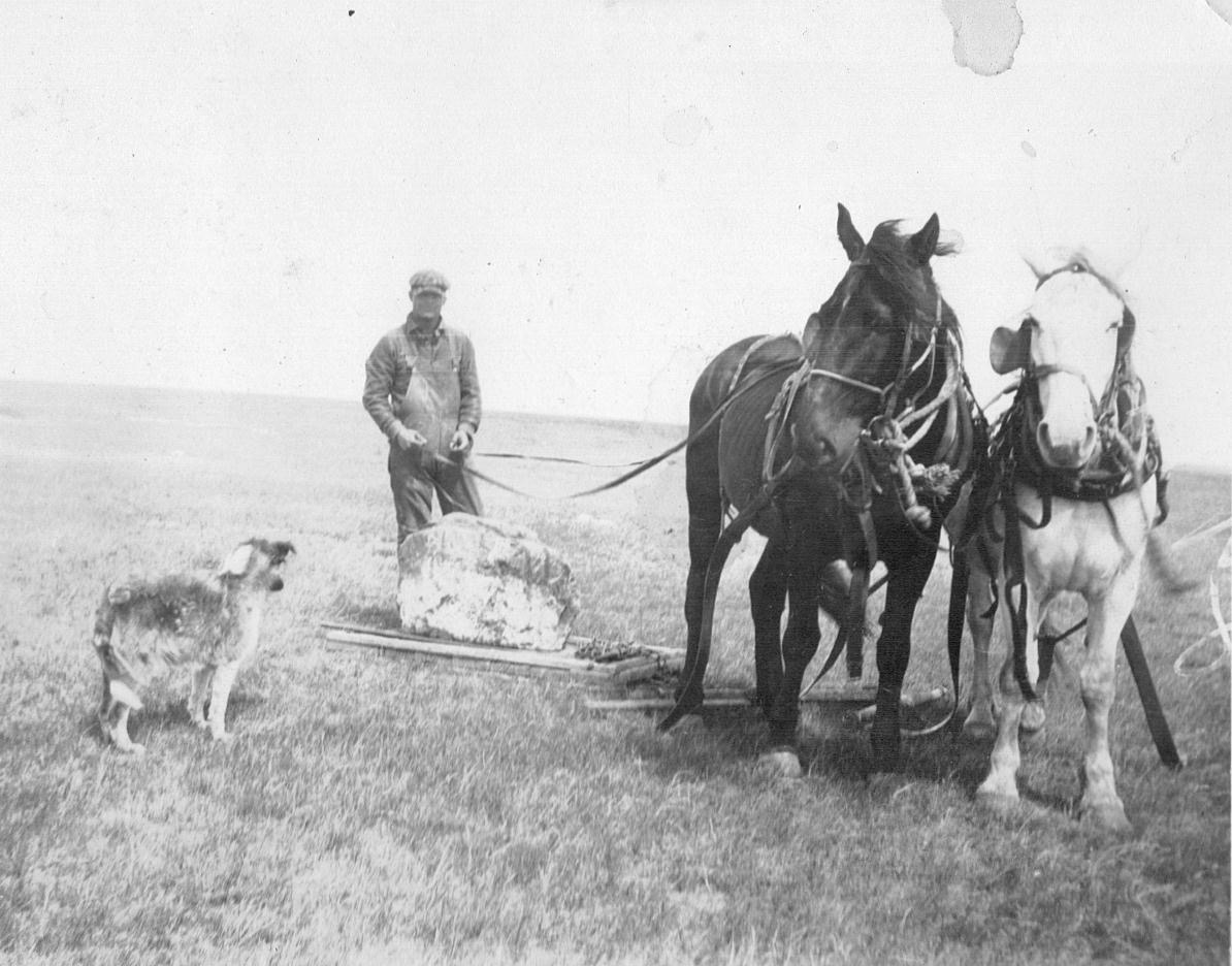 Horses moving bolder from field