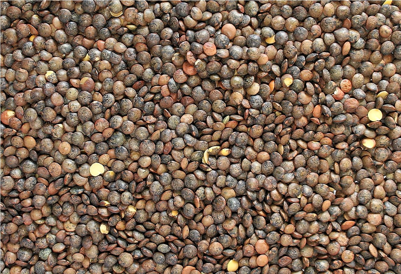 Brown Lentils