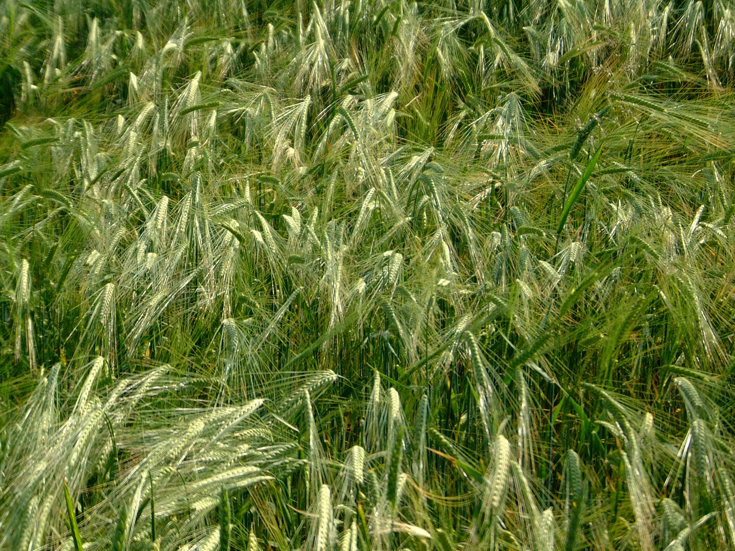 Close-up of Wheat